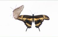 Schmetterlinge (kostenlose Dokumentation, in voller Länge auf deutsch) GRATIS ansehen