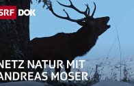 Schweizerischer Nationalpark – 100 Jahre Einsamkeit | NETZ NATUR mit Andreas Moser | Doku | SRF DOK