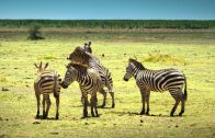 Serengeti – Deutsch 4K DOKU