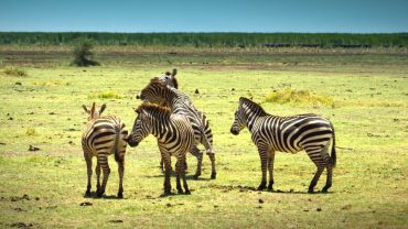 Serengeti – Deutsch 4K DOKU