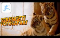 Serengeti – Fotosafari (Dokumentarfilm, deutsch, ganze Doku, kostenlos, Tierdokumentation)