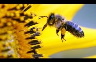 Sie dürfen nicht sterben – Bienen in Not
