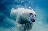 Skandinavien: Der Ruf der Natur Der Eisbär [Doku HD 2016]