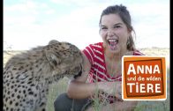 So jagt der Gepard  | Reportage für Kinder | Anna und die wilden Tiere