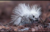 Spektakuläre Ameisen – Kluge Kolonie Insekten | Bedeutung für Medizin, Natur, Küche | Doku 2018 HD