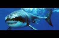 Spurensuche Der Weiße Hai im Mittelmeer   Im Bann der Tiergiganten Doku über Haie Teil 1