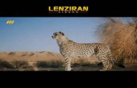 „Tanhavash “ trying to find and film Asian cheetah in Iranian deserts