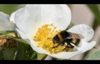 Terra Xpress – Bienen-Zoff und dicke Brummer