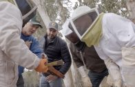 The Job Swap Experiment: A Bee Understanding Project Film