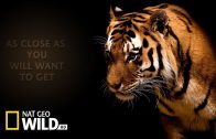 Tier Dokumentarfilm – Big Five Asien – Der Amur Tiger Doku 2015 – Dokumentation DOKU Deutsch
