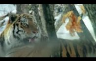 Tier Dokumentarfilm Big Five Asien Der Amur Tiger Dokumentarfilm Doku HD