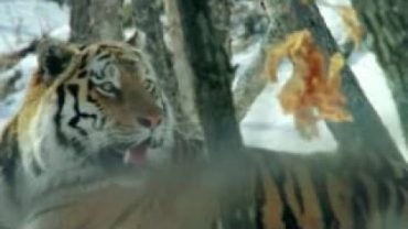 Tier Dokumentarfilm Big Five Asien Der Amur Tiger Dokumentarfilm Doku HD