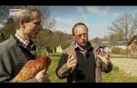 Tiere auf dem Bauernhof – Das Huhn
