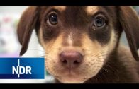 Tierschutz: Die Tierretter | NDR Doku | DIE REPORTAGE
