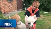 Tierschutz: Viel Herz für Vierbeiner aus Rumänien | die nordstory | NDR