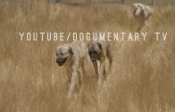 TURKISH KANGAL DOGS – ANATOLIAN SHEPHERDS – SIX THOUSAND YEARS OF LIVESTOCK GUARDING PERFECTED