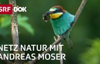 Artenvielfalt der Schweiz | Der Sinn der Vielfalt | NETZ NATUR mit Andreas Moser | Doku | SRF DOK