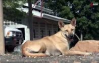 Undercover gegen die Hundemafia: Illegaler Tierhandel in Thailand (Doku 2014)