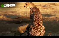 Unser Leben – Das Wunder (Dokumentation, Tieraufnahmen, Tierfilm) ganze Tierfilme auf Youtube