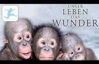 Unser Leben das Wunder (Tier-Dokumentation, deutsch, in voller Länge) *kostenlose Kinderfilme*