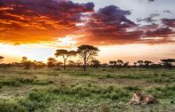 Unser Planet – Die Tierwelt der Serengeti – Doku 2019