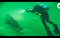 Unterwasser-Kamermann (Teil 1) Natur-Dokumentation deutsch in voller Länge I Dokumentarfilm HD 2018