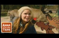 Vom Elch geknutscht  | Reportage für Kinder | Anna und die wilden Tiere