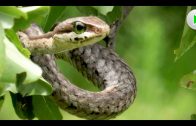 Vorsicht: Schlangen! Achtung Lebensgefahr! – Tier Doku in voller Länge Dokumentarfilm Tiere HD 2018