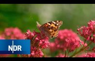 Insektensterben: Der Traum vom Naturgarten | DIE REPORTAGE | NDR Doku