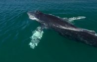 Wale – Giganten der Tiefsee – Doku HD