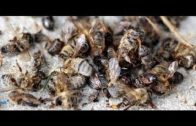 Warum sterben die Bienen? – SWR Doku