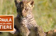 Was macht der Leopard im Baum?  | Reportage für Kinder | Paula und die wilden Tiere