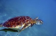 Wasserschildkröten (Doku, HD, deutsch, Tierfilm, Unterwasserfilm, Naturdoku, Tierdoku)