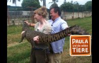 Wenn Krokodile Babys haben  | Reportage für Kinder | Paula und die wilden Tiere