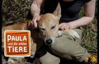 Wer ist der oberste Dingo?  | Reportage für Kinder | Paula und die wilden Tiere