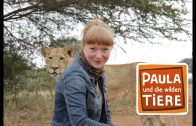 Wie die Löwen leben   | Reportage für Kinder | Paula und die wilden Tiere