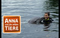Wie pupst der Delfin?  | Reportage für Kinder  | Anna und die wilden Tiere