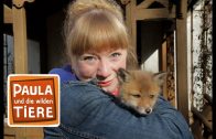 Wie schlau ist der Fuchs?  | Reportage für Kinder | Paula und die wilden Tiere