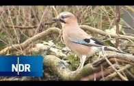 Wie Tiere durch den Winter kommen | NaturNah | NDR Doku