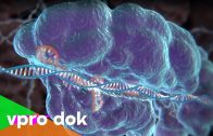 Wie wir unsere DNA mit der CRISPR-Methode hacken können – 2018