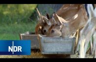 Wilde Tiere hautnah: Zu Besuch im Tiergarten Hannover | NaturNah | NDR Doku