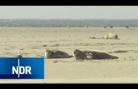 Wildes Borkum: Artenreichtum im Wattenmeer | NaturNah | NDR Doku