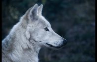 Wölfe (Tierfilm, Wolfsrudel, Wolf, Tierdoku, Naturdoku, Naturfilm)