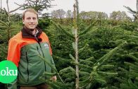Woher kommt unser Weihnachtsbaum? | WDR Doku
