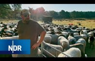 Wolf: Bodyguards für Schafe | NaturNah | NDR Doku