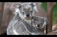 Koala & Co. – Australiens grüner Osten [Ger]