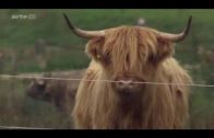 Xenius – Nutztier Rind – Die Cash Cow