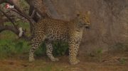 Ein Leopard mit kleinen Schwächen – HD Deutsch [ 3sat Tierdokumentation ]