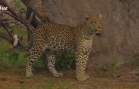 Ein Leopard mit kleinen Schwächen – HD Deutsch [ 3sat Tierdokumentation ]