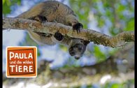 Was macht das Känguru im Baum?  | Reportage für Kinder | Paual und die wilden Tiere